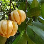 Garcinia Combogia Online