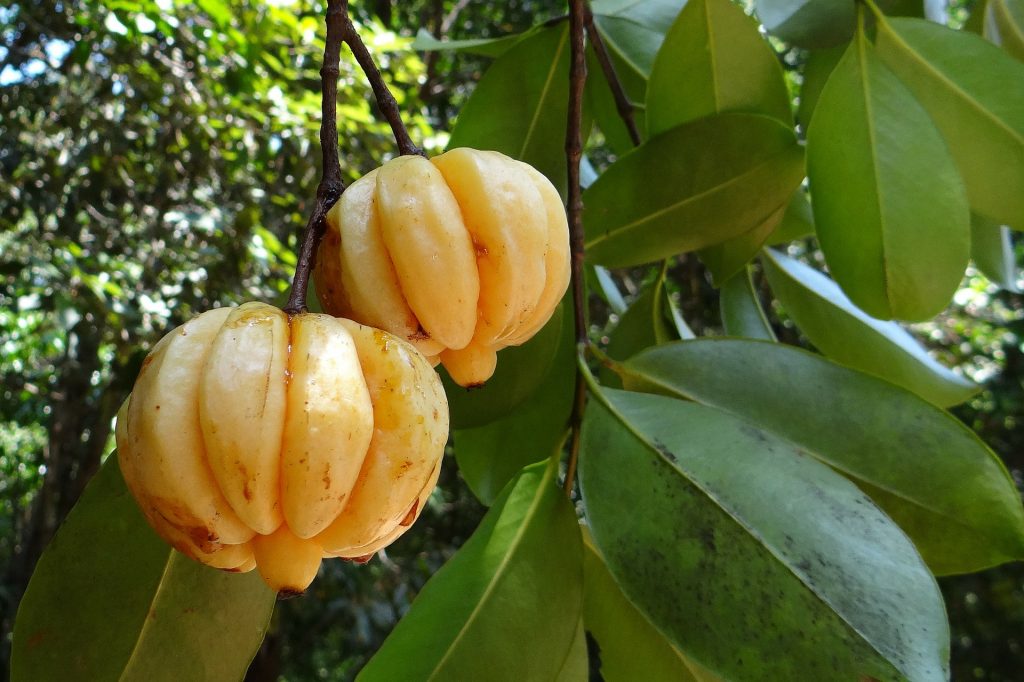 Garcinia Combogia Online