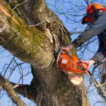 Tree Service Provider