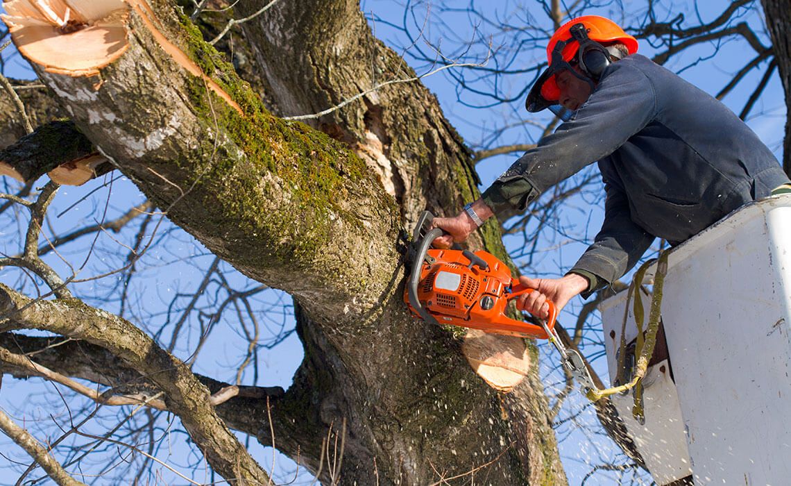 Tree Service Provider