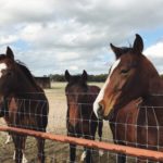 Nutrients For Horses