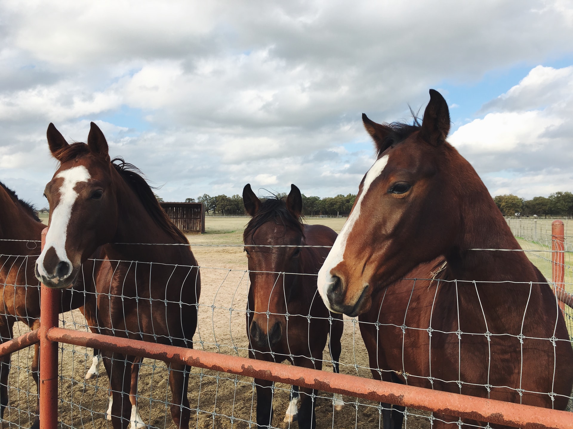 Nutrients For Horses