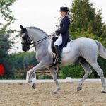 Dressage Horse