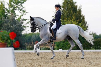 Dressage Horse